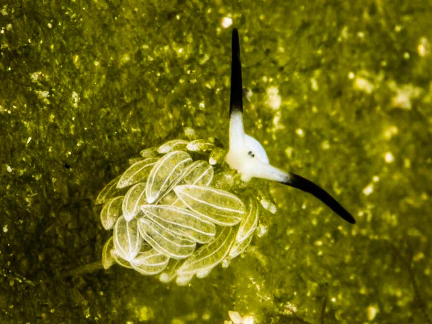 Costasiella usagi